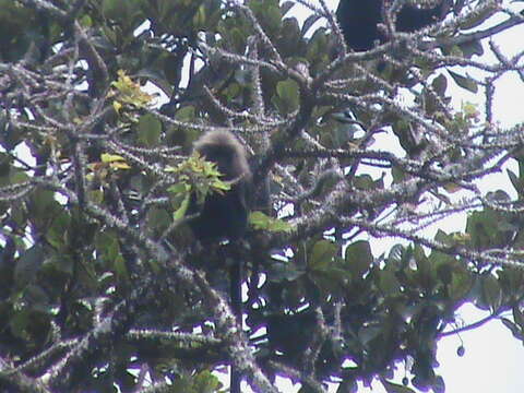 Image de Langur Du Nilgiri