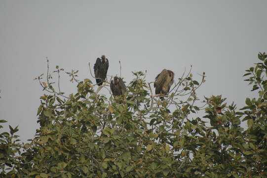 Image of Asian White-backed Vulture