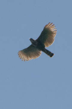 Nisaetus lanceolatus (Temminck & Schlegel 1845) resmi