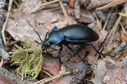 Image of Violet Ground Beetle