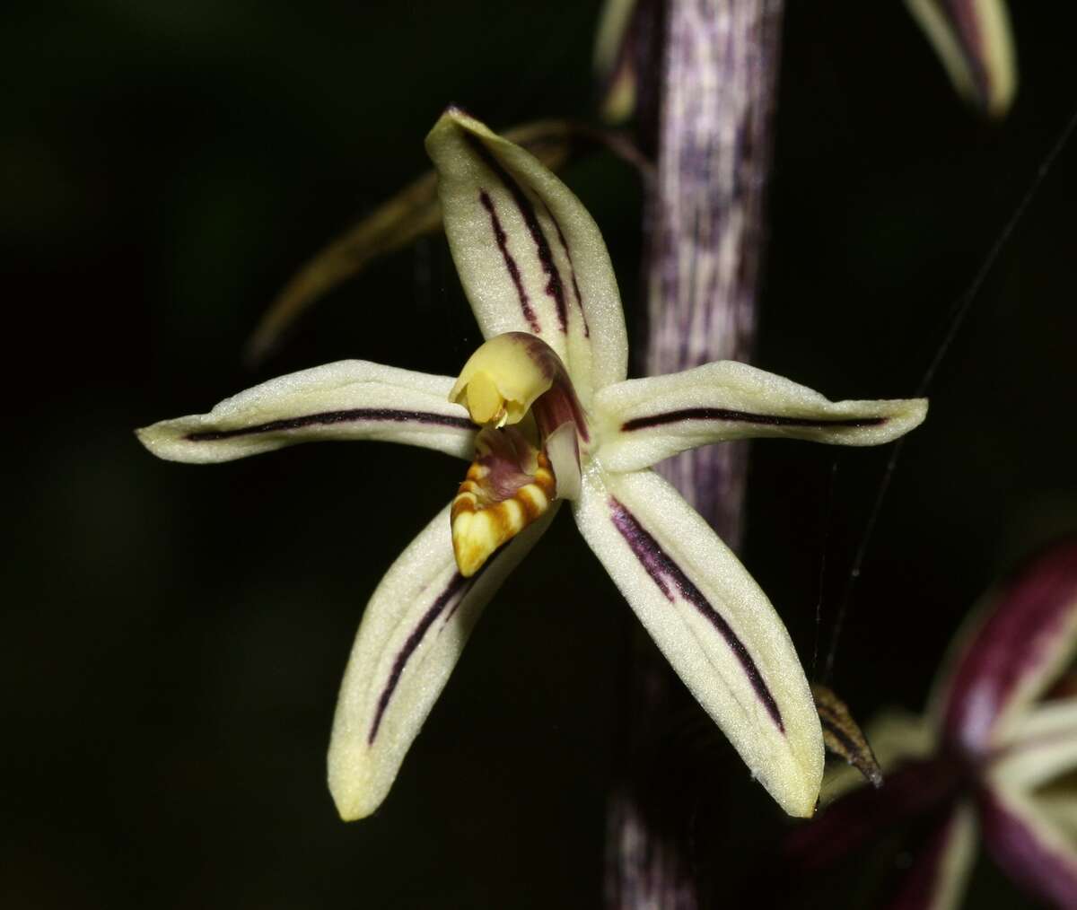 Image of Pauper orchids