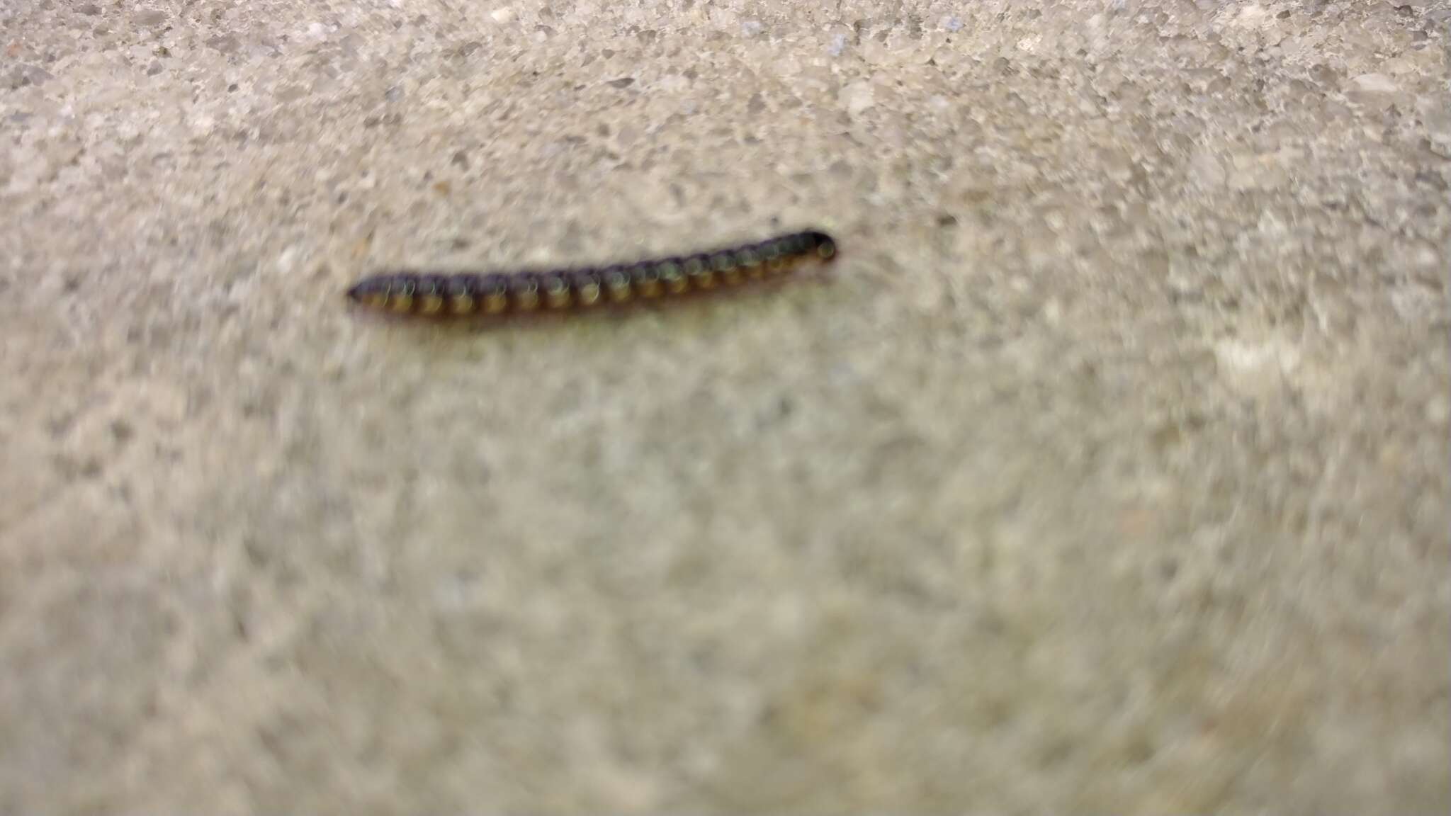 Image of Millipede