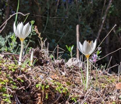 Image of Crocus boryi J. Gay