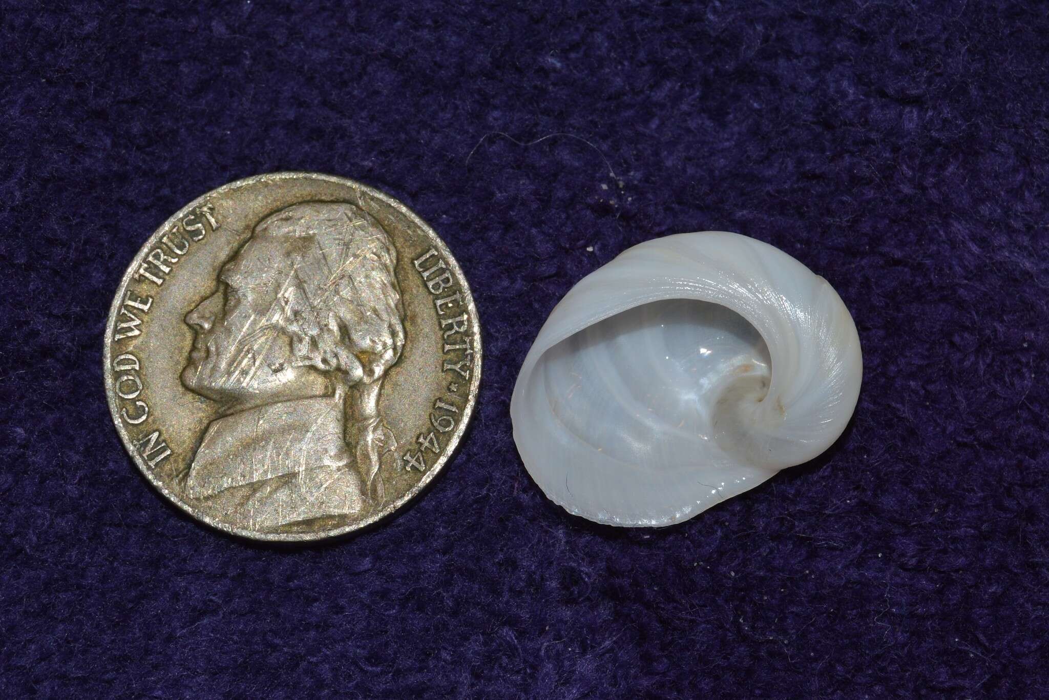 Image of baby's ear moonsnail