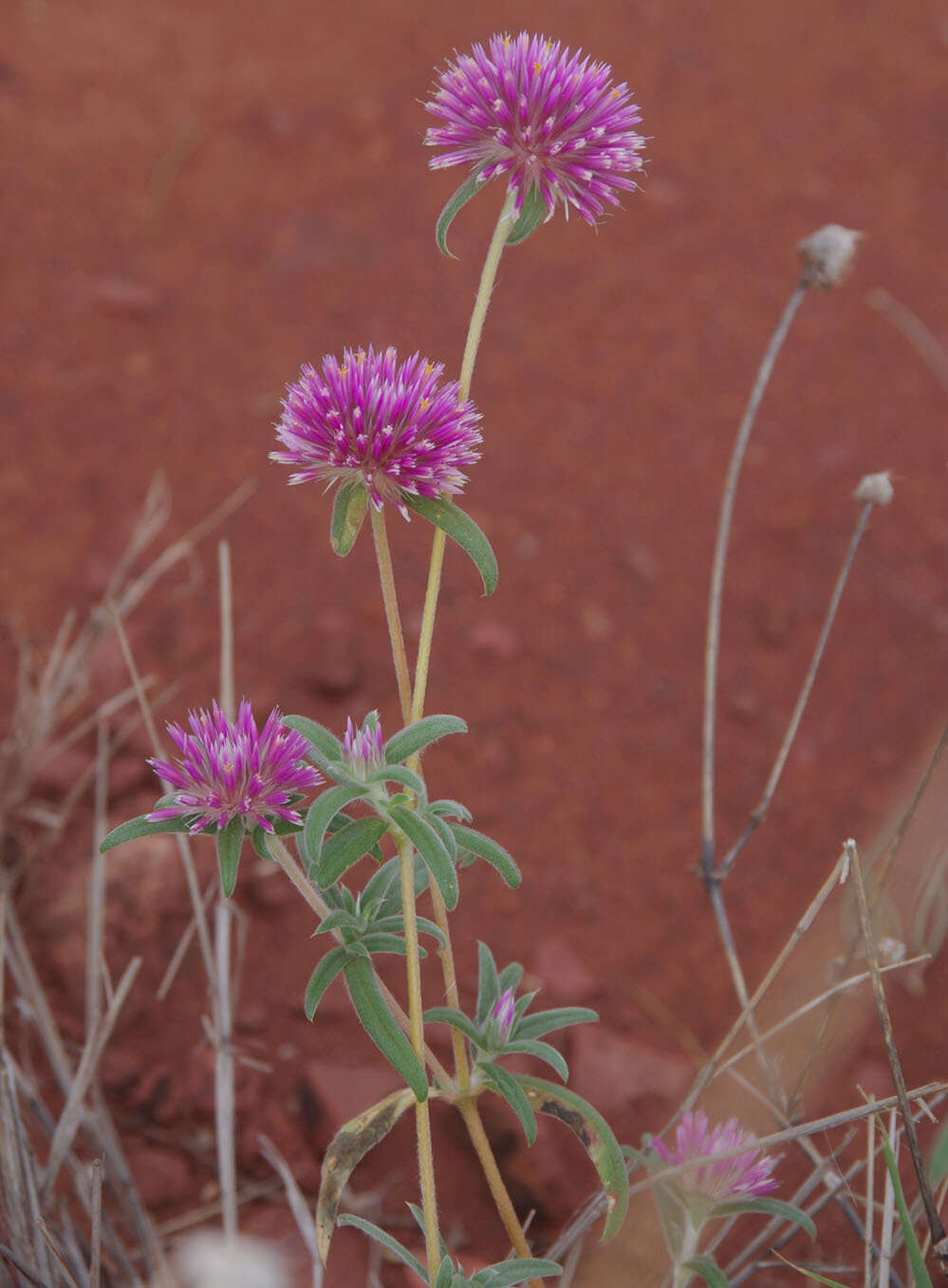 Image of Gomphrena canescens subsp. canescens