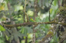 Image of Rufous-winged Tanager