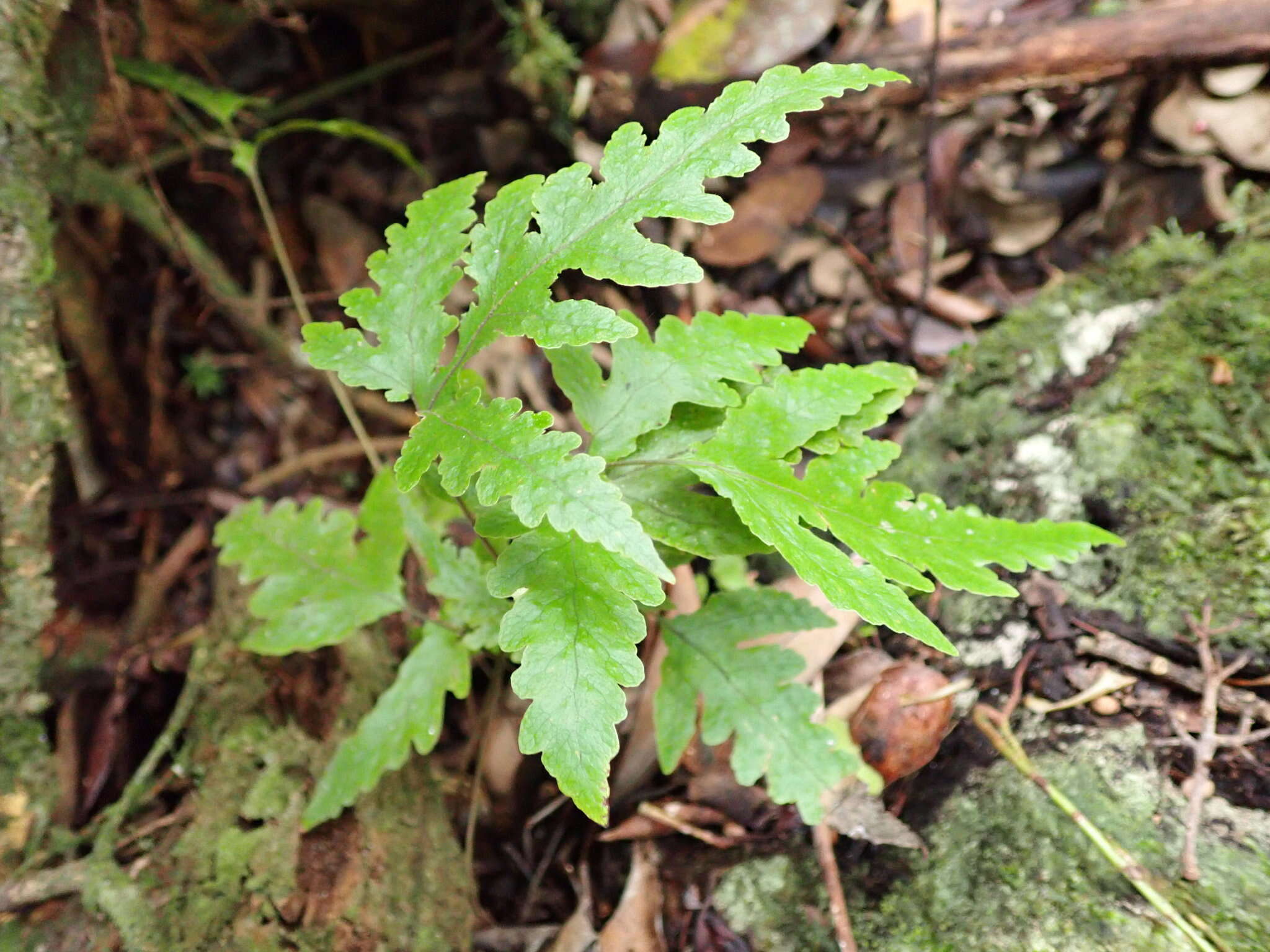 Image of Fringed Halberd Fern