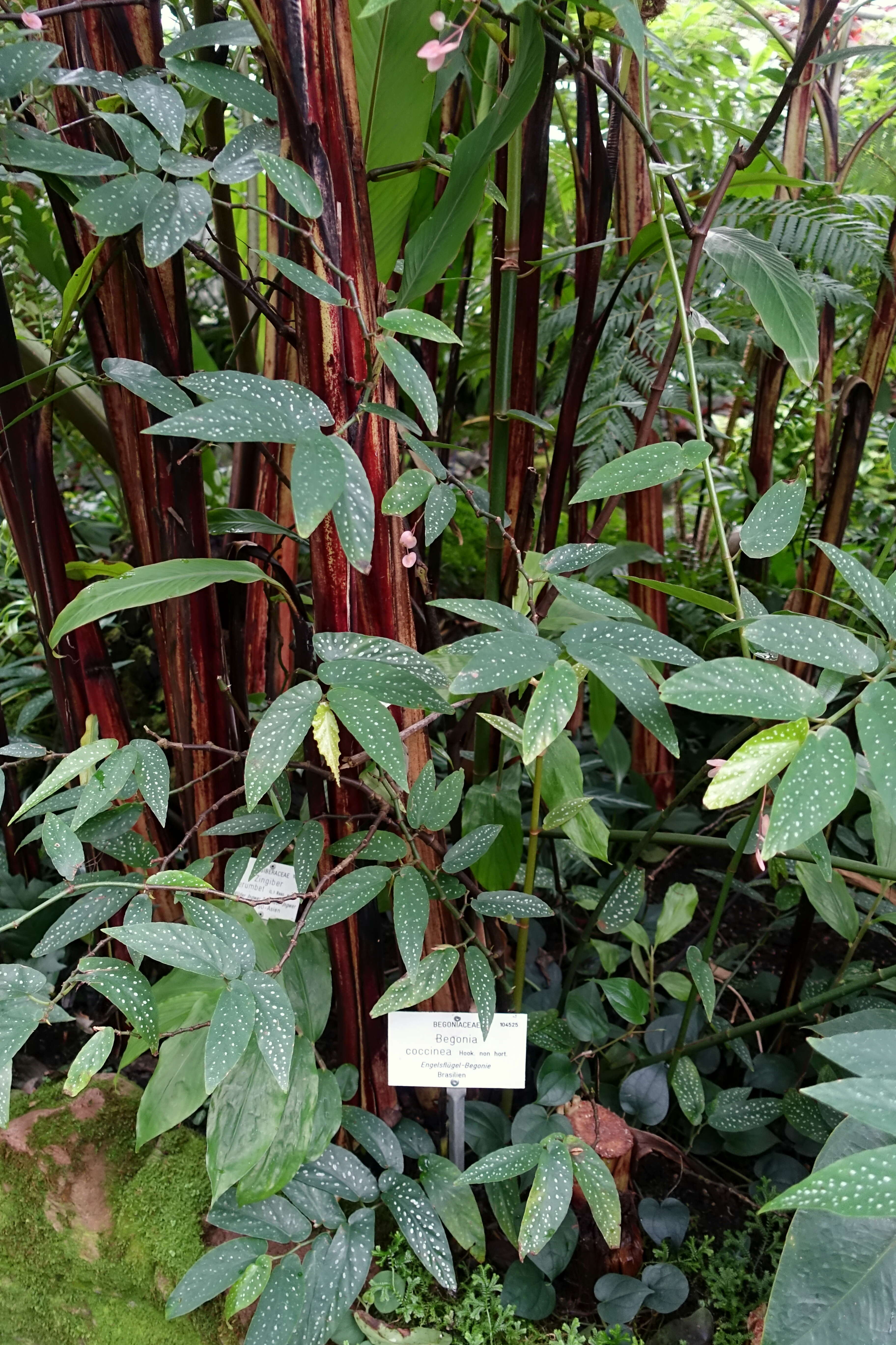 Image of scarlet begonia
