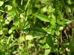 Image of Climbing-Dogbane