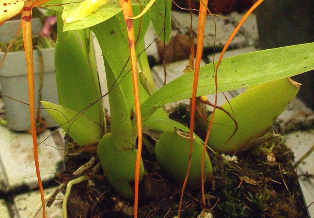 Image of Arching Brassia