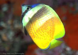 Image of Blacklip Butterflyfish