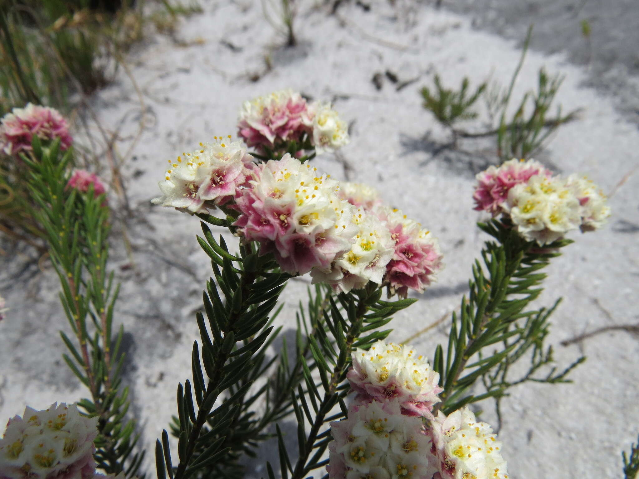 Image of Lachnaea densiflora Meissn.