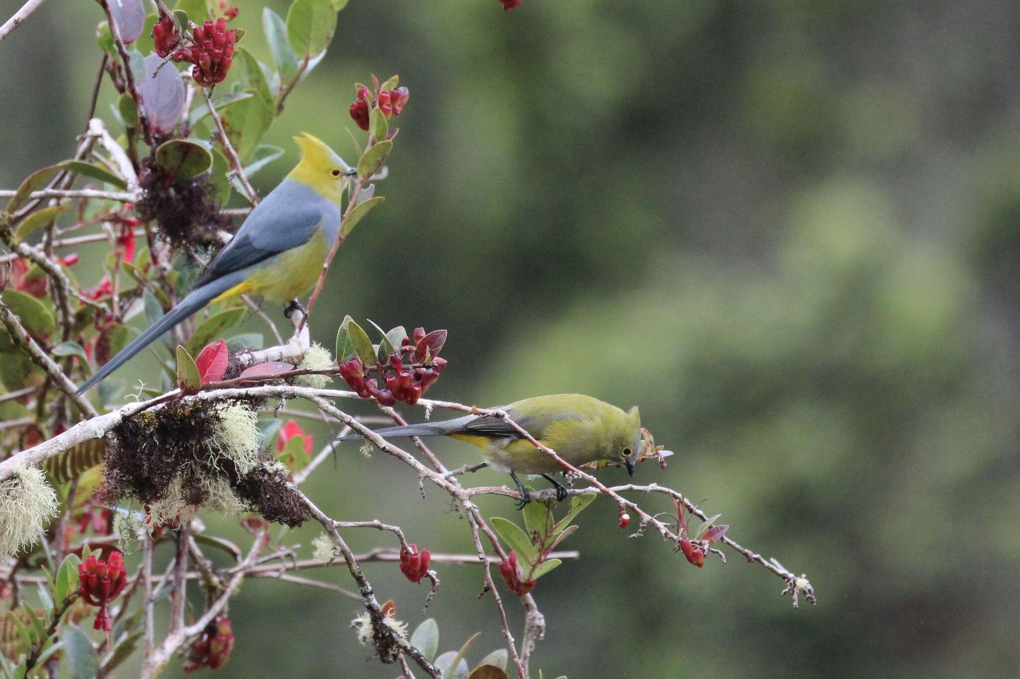 Image of Long-tailed Silky-flycatcher