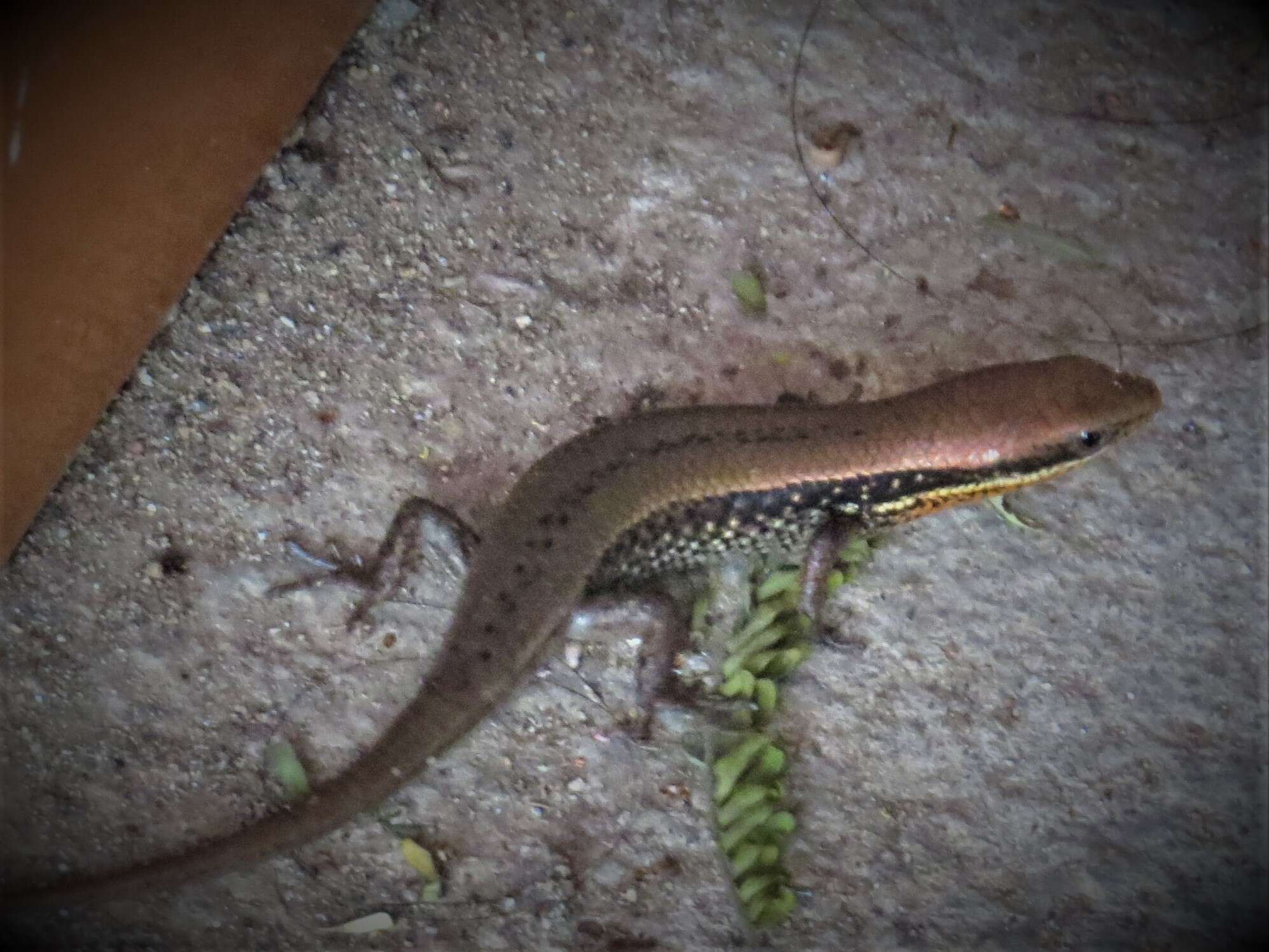 Imagem de Eutropis clivicola (Inger, Shaffer, Koshy & Bakde 1984)