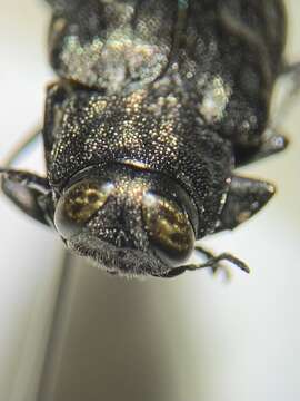 صورة Chrysobothris sexsignata (Say 1839)