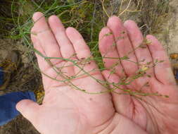 صورة Wahlenbergia adpressa (L. fil.) Sond.