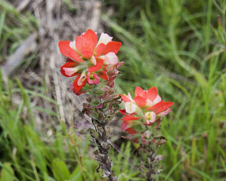 Image of entireleaf Indian paintbrush