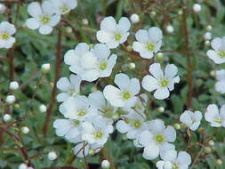 Image of Saxifraga cochlearis Rchb.