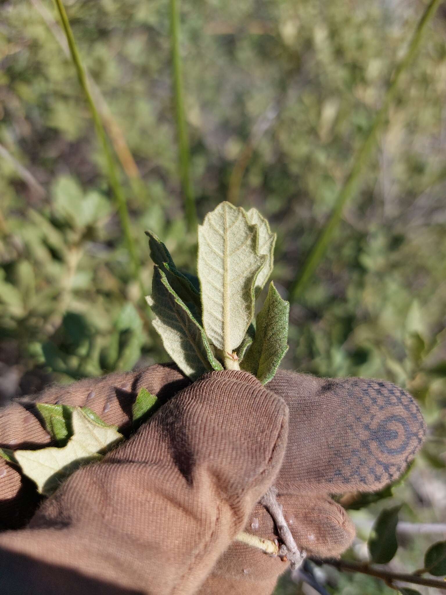 Image of Quercus pringlei Seemen ex Loes.