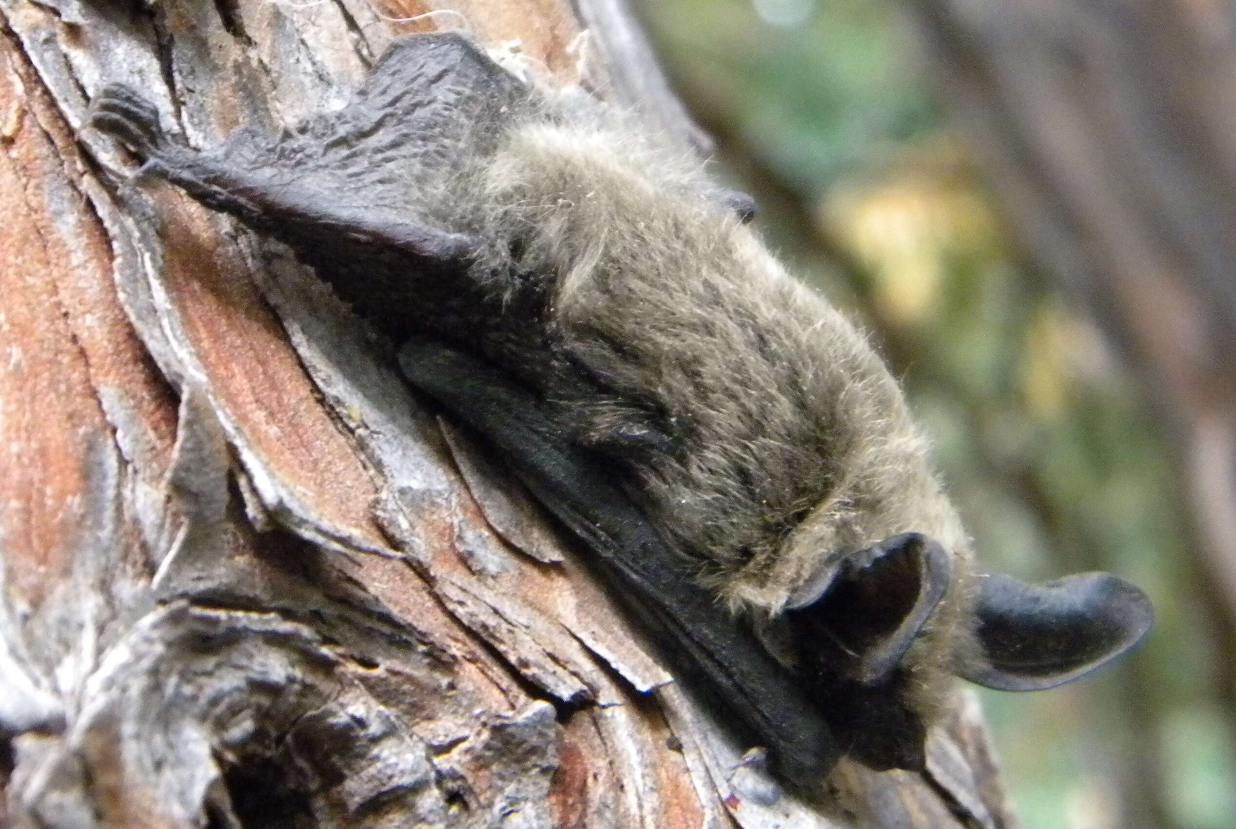 Image of Long-eared Myotis