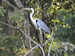 Image of Cocoi Heron