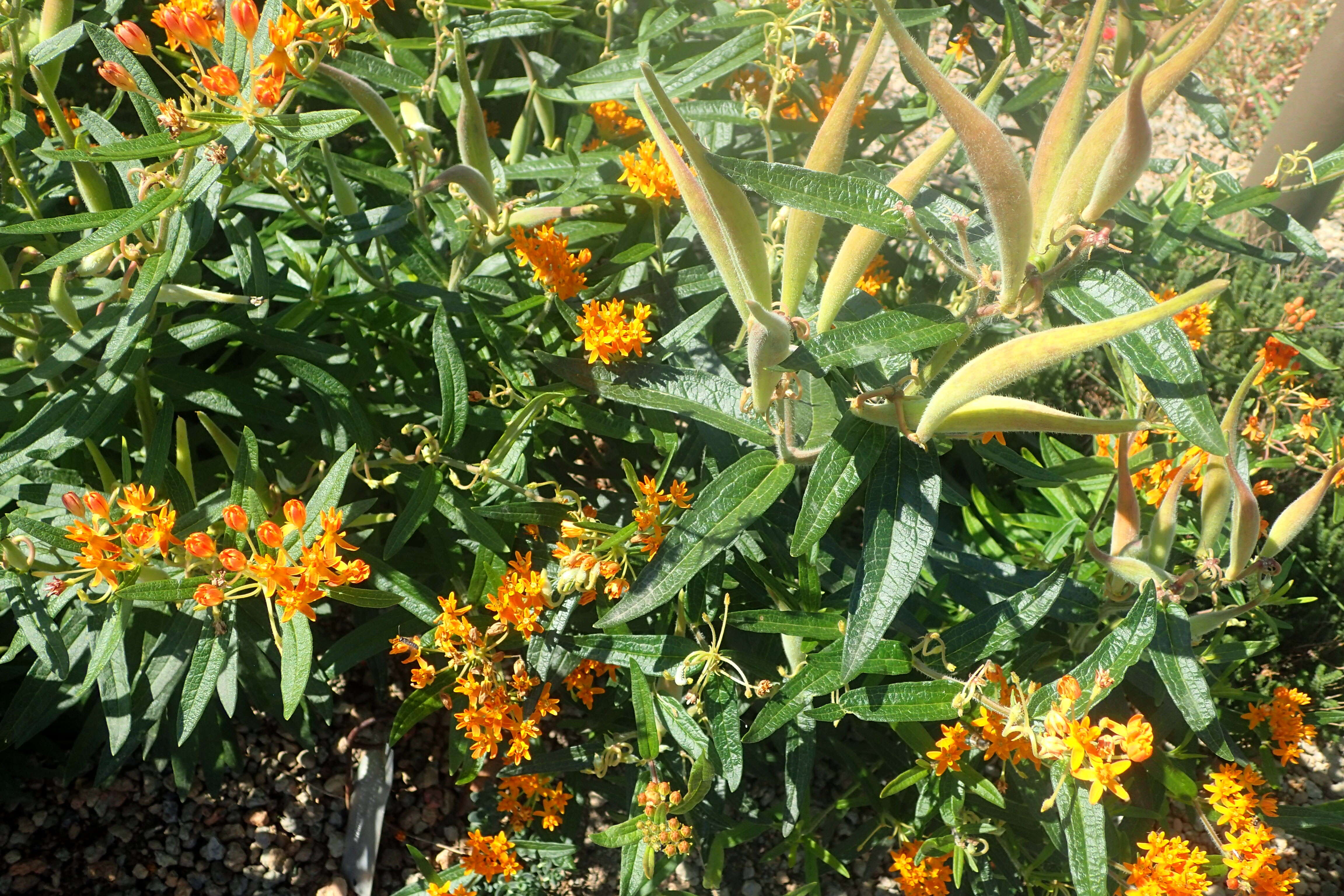 Image of butterfly milkweed