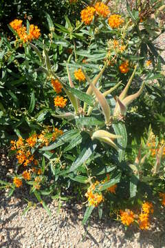 Image of butterfly milkweed