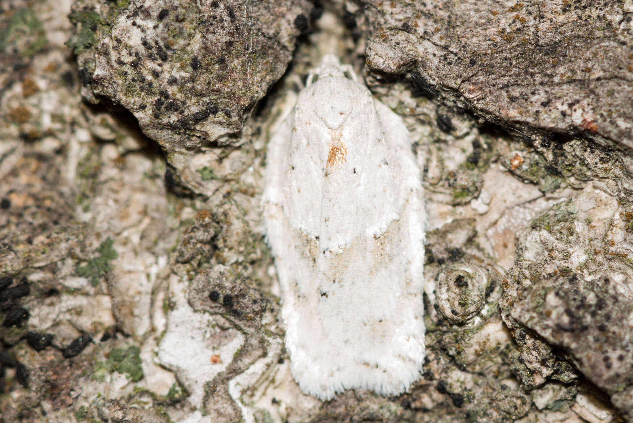 Image of Black-headed Birch Leafroller