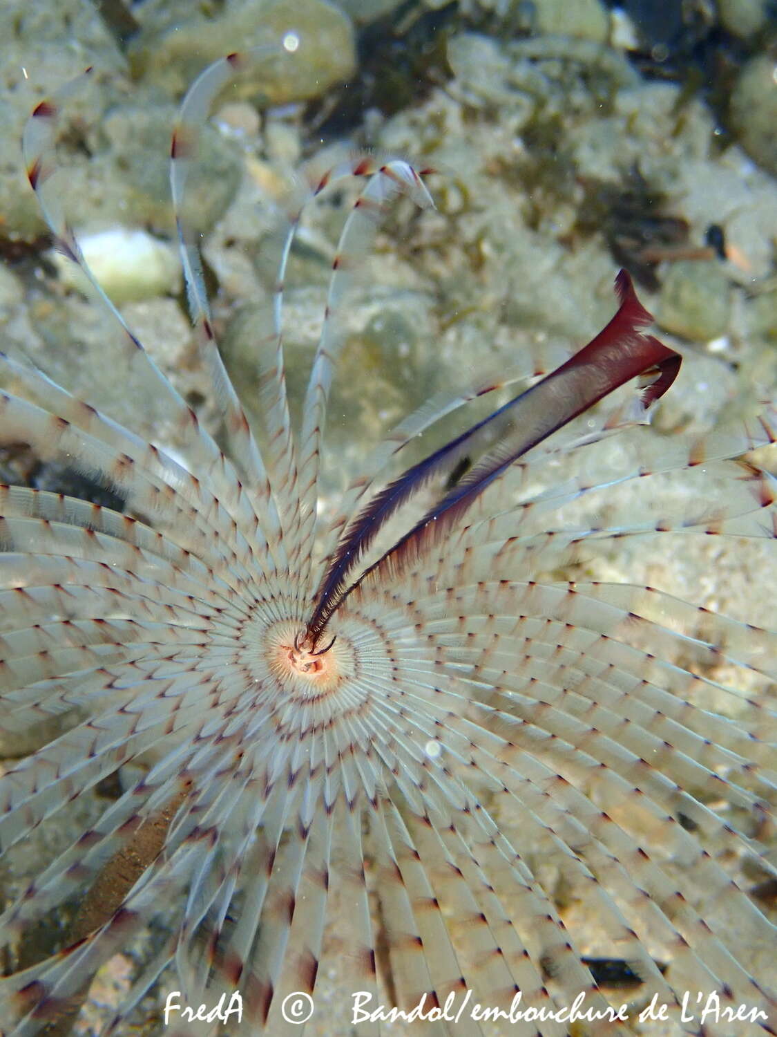 Image of Peacock worm