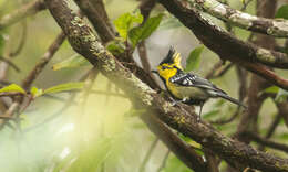 Image of Yellow-cheeked Tit