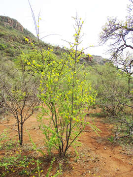 Image of Short Thorn Rhigozum