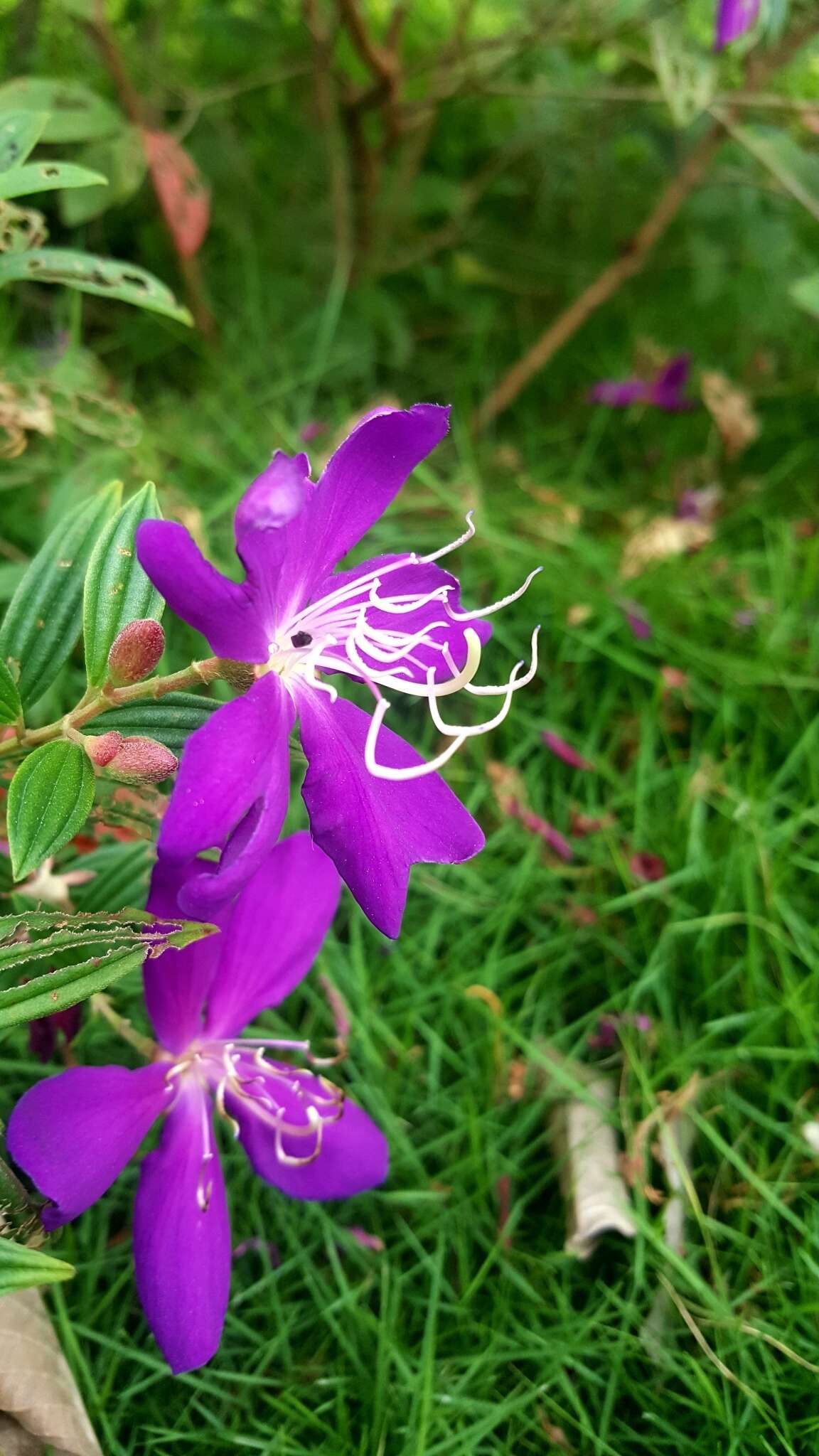 巴西蒂牡花的圖片