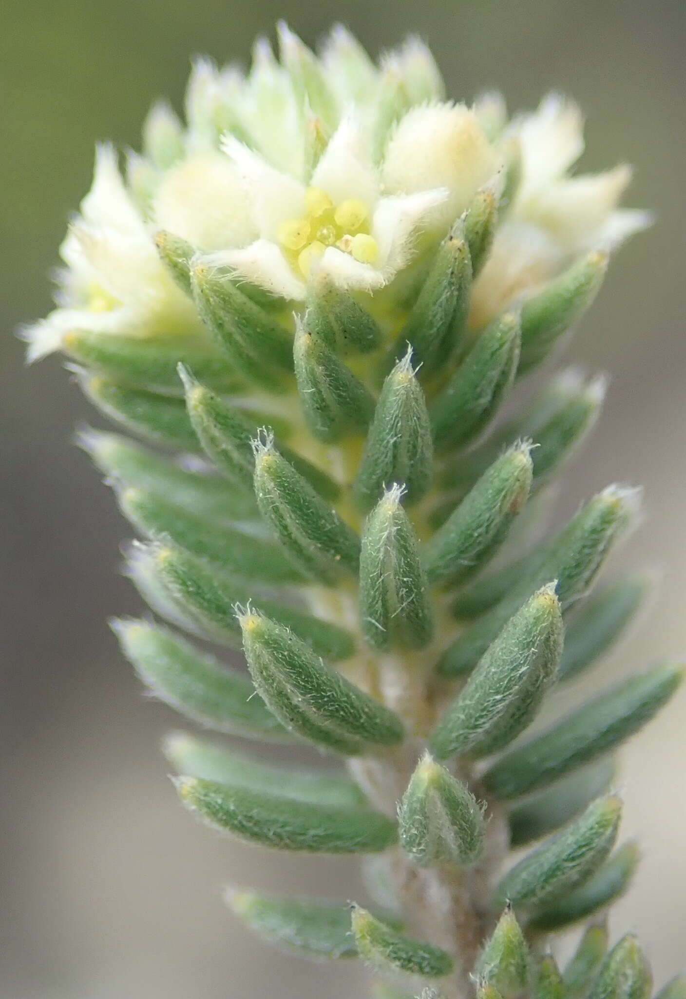 Image of Phylica axillaris var. maritima Pillans