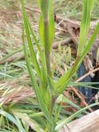 Image de Tragopogon porrifolius subsp. eriospermus (Ten.) Greuter