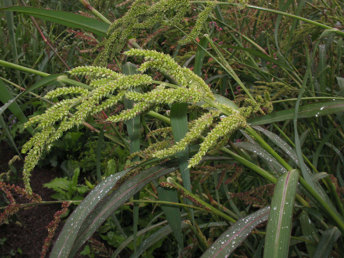 Plancia ëd Echinochloa muricata (P. Beauv.) Fernald