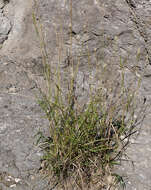 صورة Bothriochloa springfieldii (Gould) Parodi