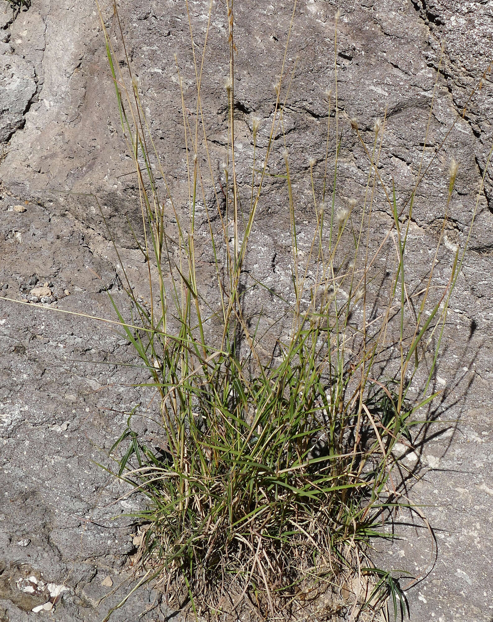 Imagem de Bothriochloa springfieldii (Gould) Parodi