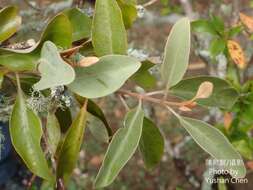 Image de Taxillus nigrans (Hance) Danser