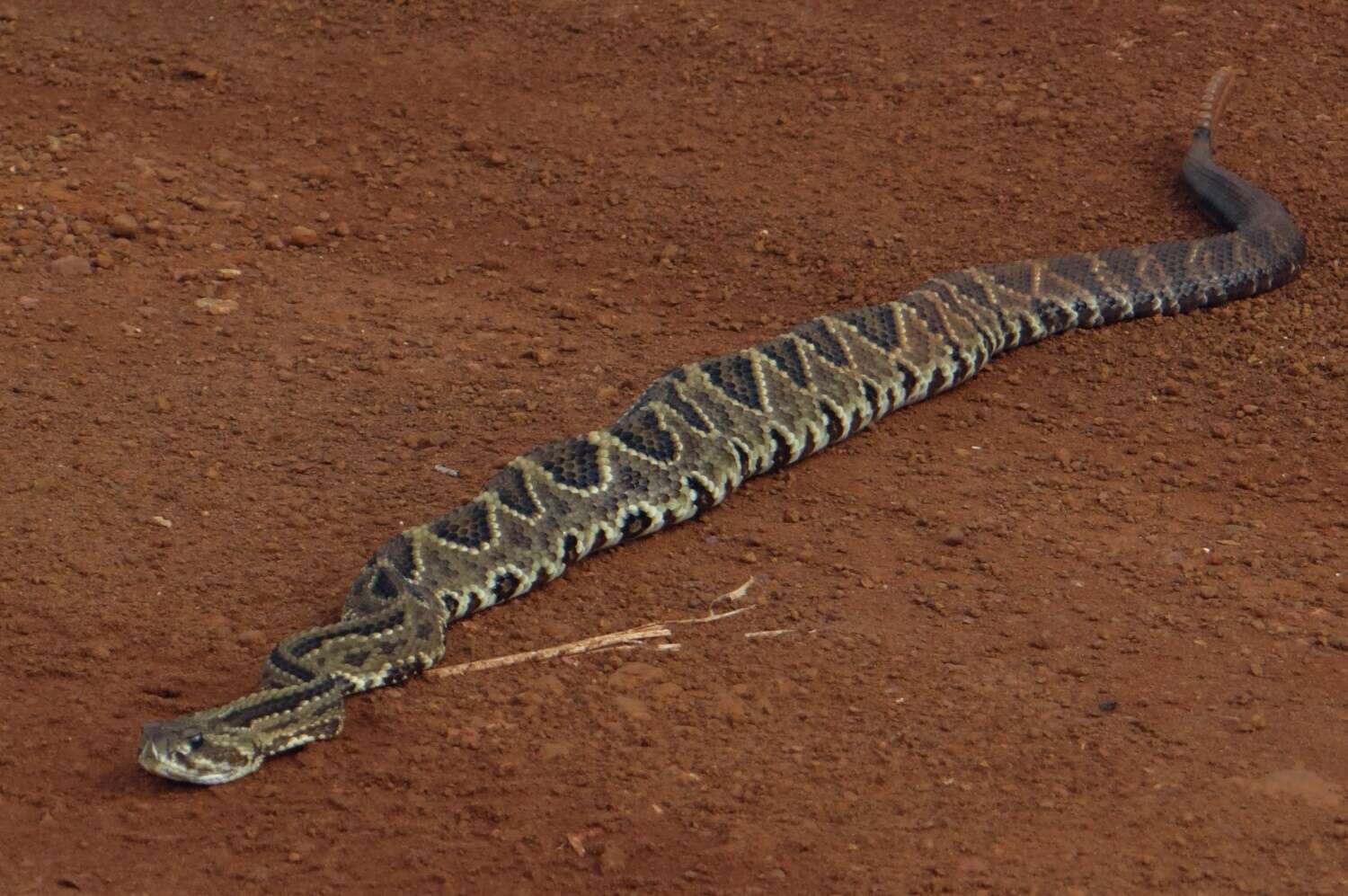 Image of Cascabel Rattlesnake