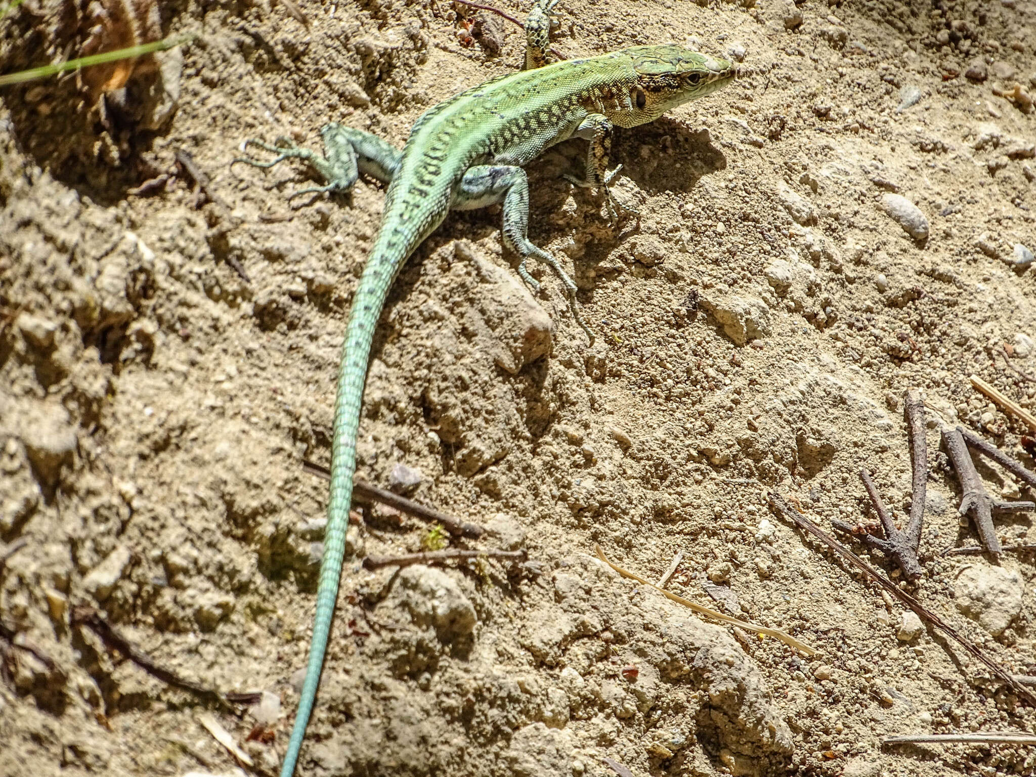 Image of Anatololacerta pelasgiana (Mertens 1959)