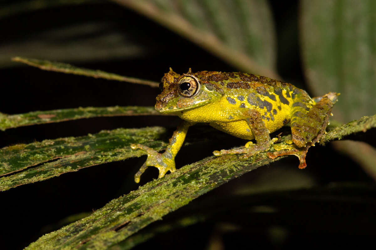 Image of Mossy Bush Frog