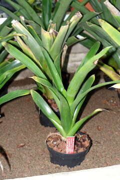 Aechmea smithiorum Mez的圖片