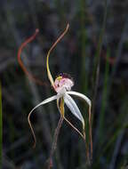 Image of Graceful spider orchid