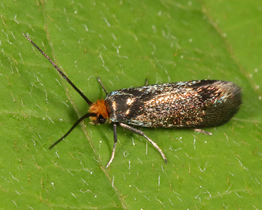 Image of Goldcap Moss-eater Moth