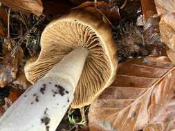 Image of Cortinarius livido-ochraceus (Berk.) Berk. 1860