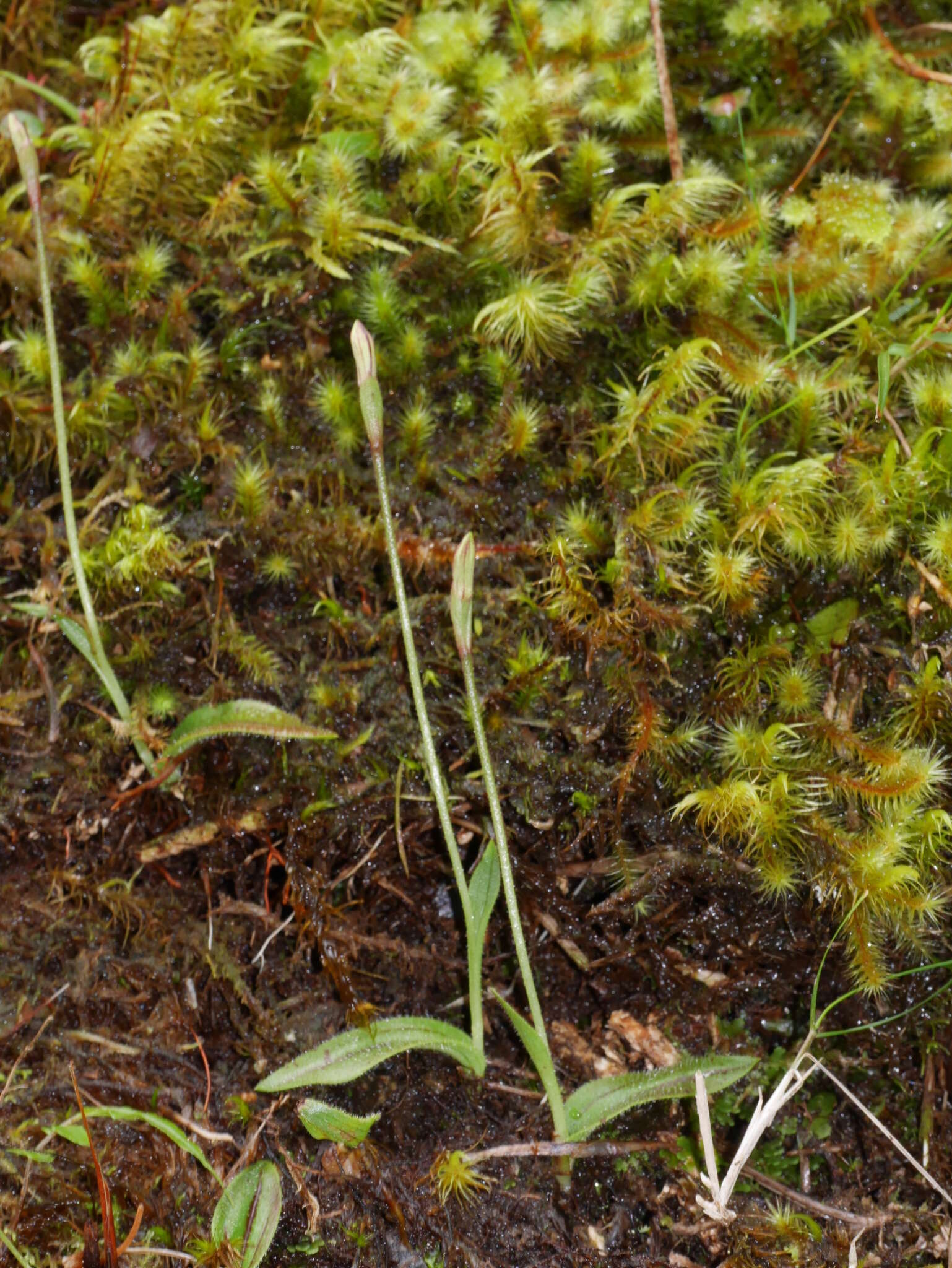 Aporostylis bifolia (Hook. fil.) Rupp & Hatch resmi