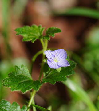 Image of Veronica calycina R. Br.