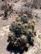 Image of Euphorbia stellispina Haw.