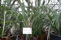 Image of Pitcairnia jimenezii L. B. Sm.