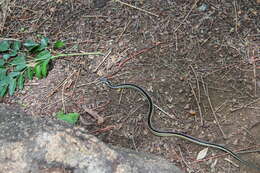 Image of Lateral Water Snake